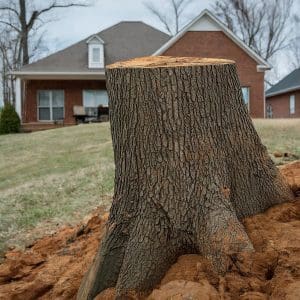 Stump Grinding Company O'Fallon MO